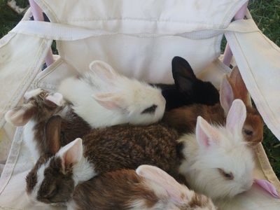 baby bunnies born in June OBO