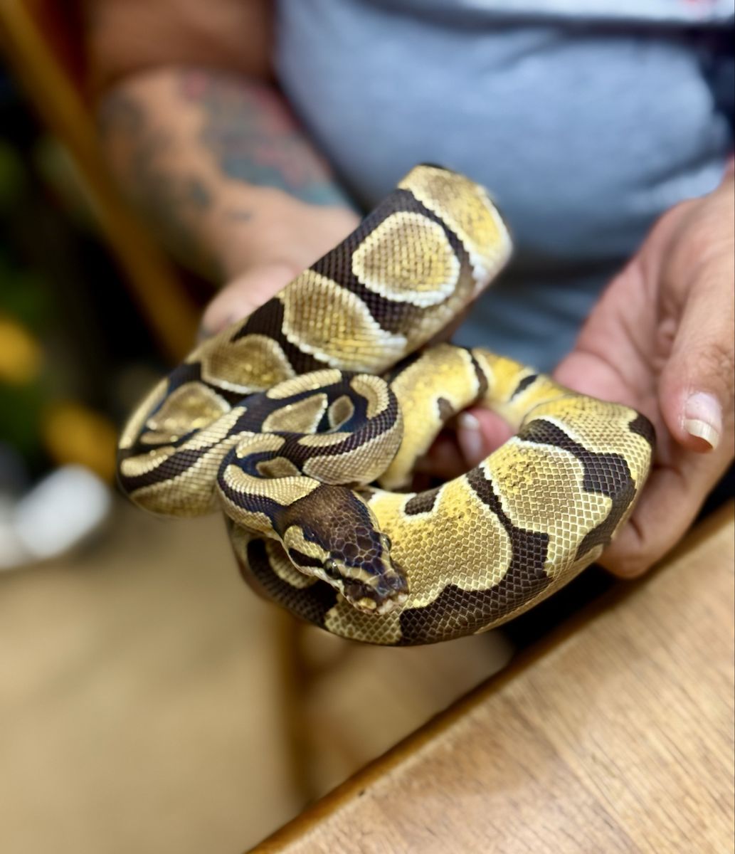 Female Enchi DH Hypo Puzzle - Yara - FT Rat Pup weekly DOB 10/01/25 Ball Python - Healthy and Friendly