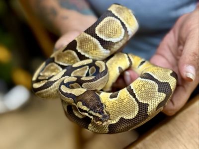 Female Enchi DH Hypo Puzzle - Yara - FT Rat Pup weekly DOB 10/01/25 Ball Python - Healthy and Friendly