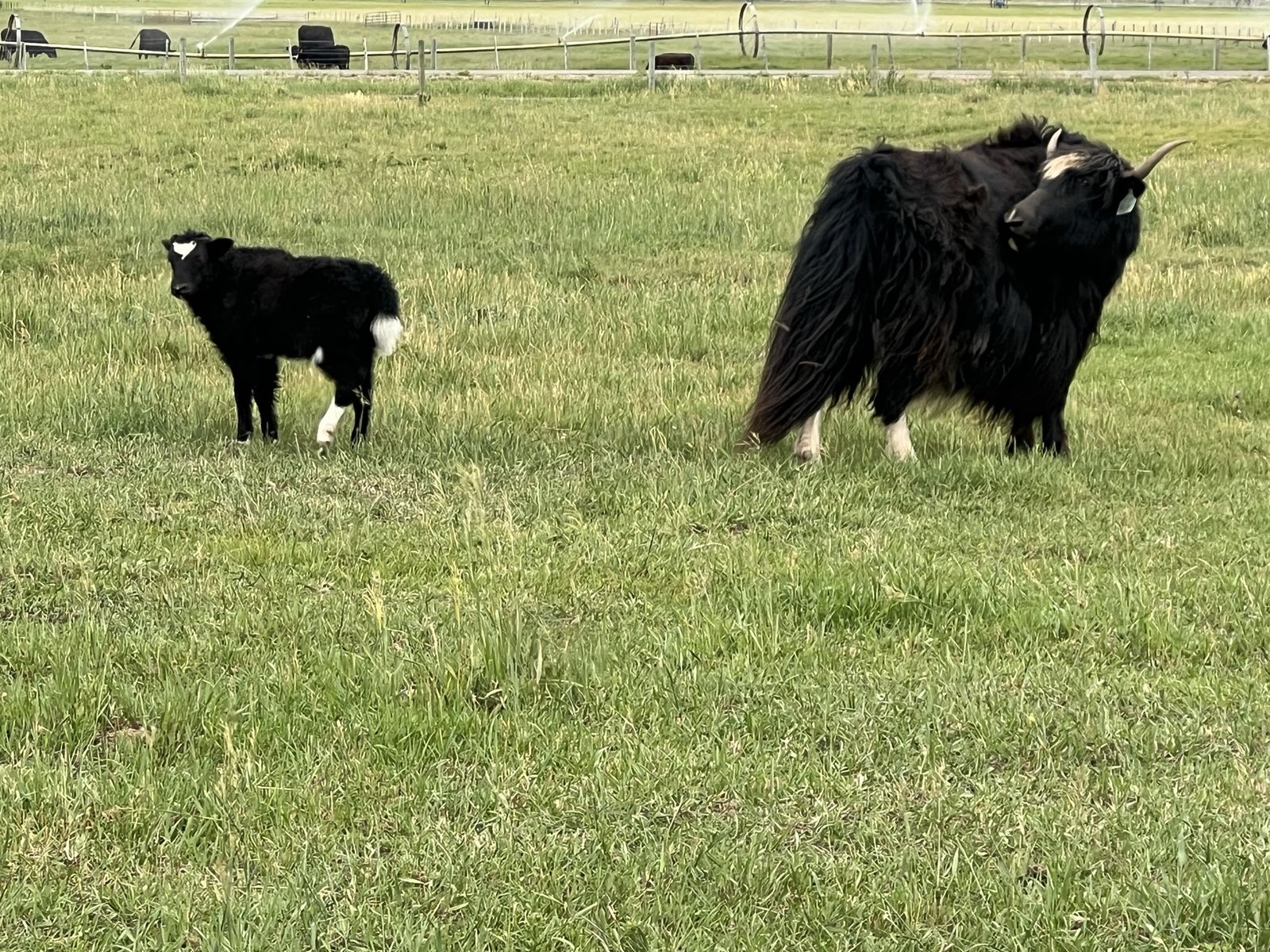 Imperial Yak cow calf pair