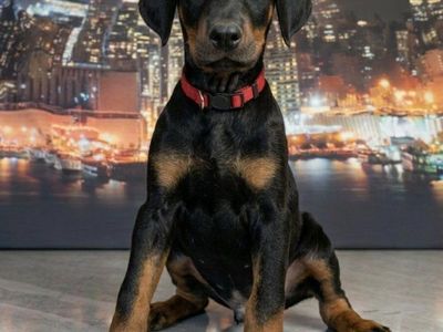 Doberman Pinscher Puppies AKC - Black & Tan, Available Now - Top Quality!