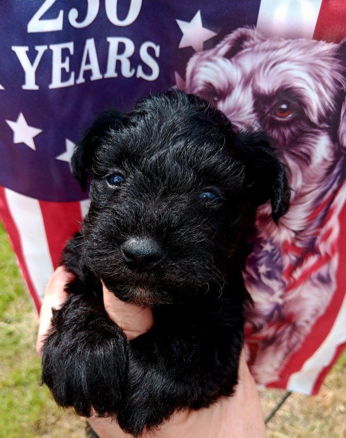 AKC Miniature Schnauzer Mr Trike