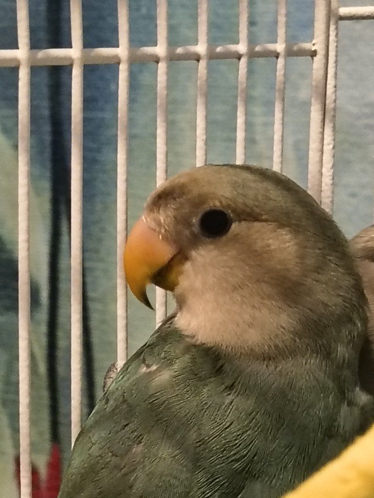 Peach-Faced Lovebird - Blue Series Mutation