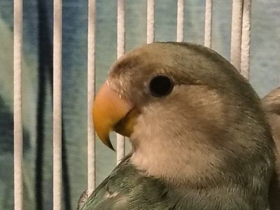 Peach-Faced Lovebird - Blue Series Mutation