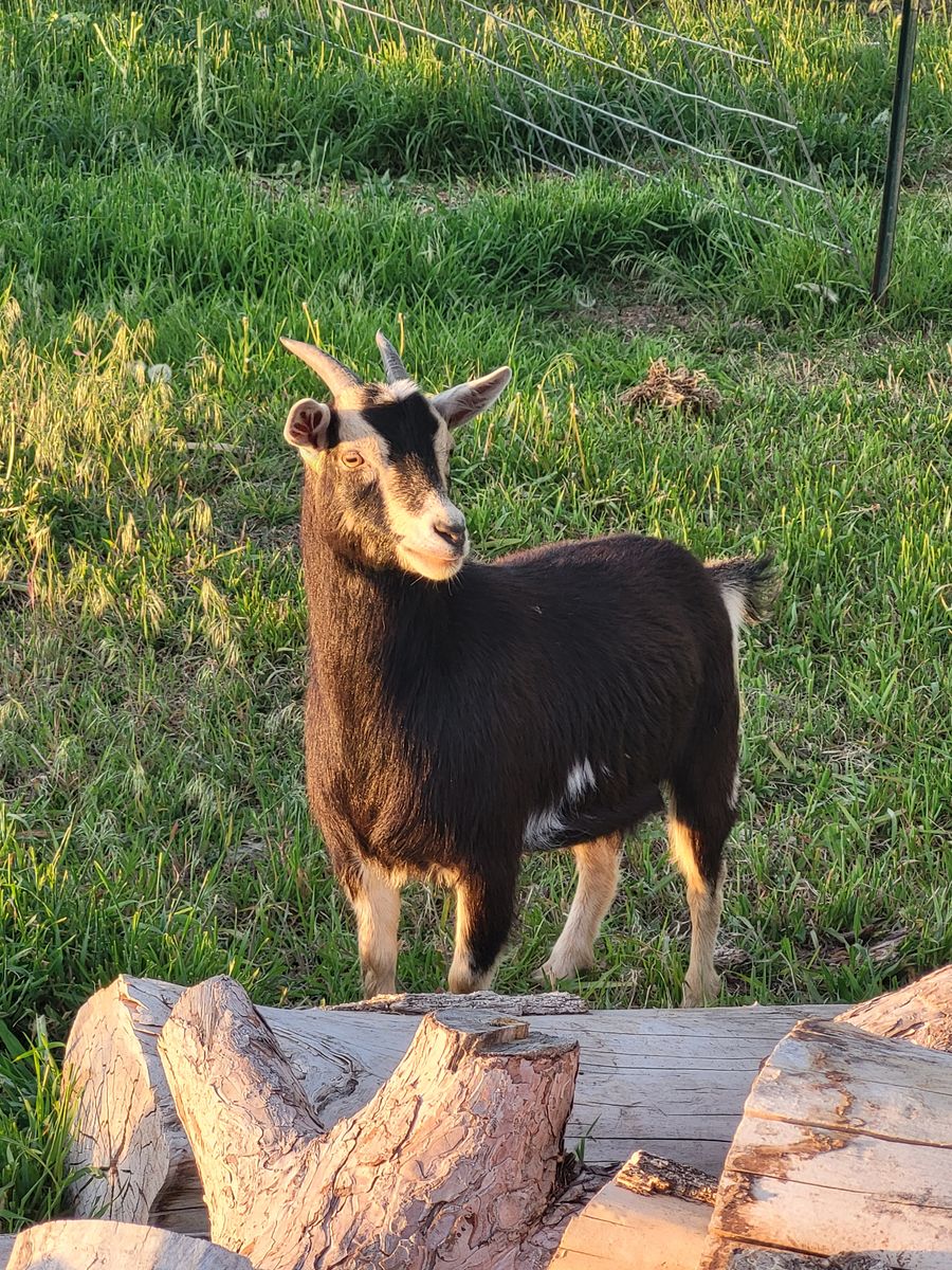 Female nigerian dwarf goat