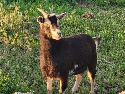 Female nigerian dwarf goat