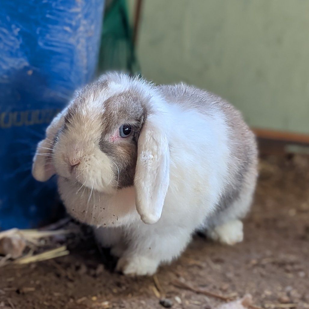 beautiful! blue-eyed Holland lop doe