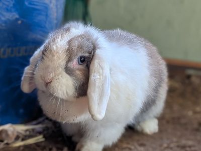 beautiful! blue-eyed Holland lop doe