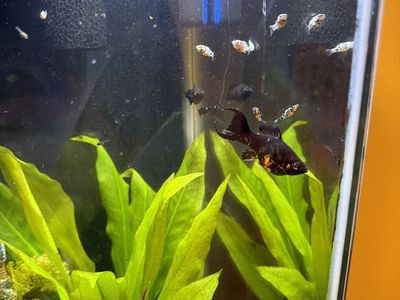 Dalmatian Broomtale mollies