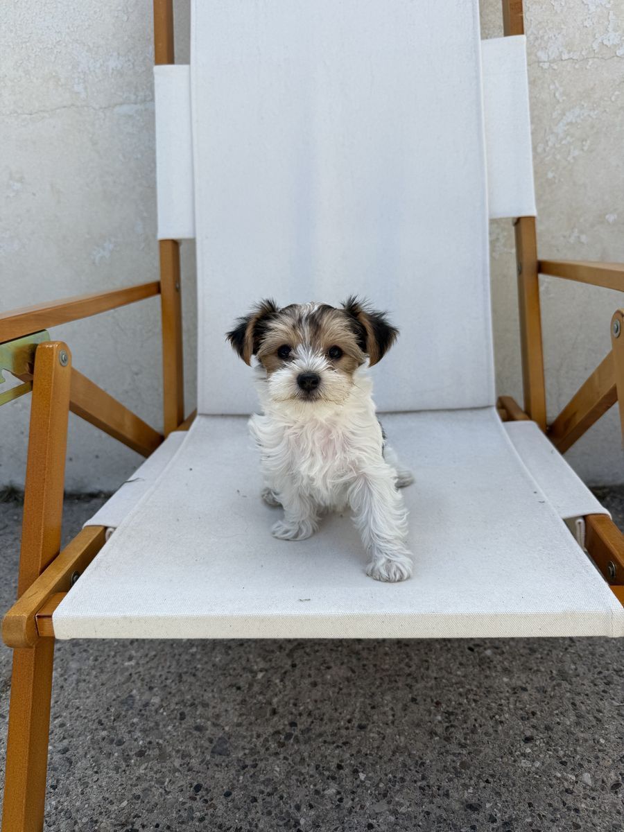 Akc registered female Yorkies