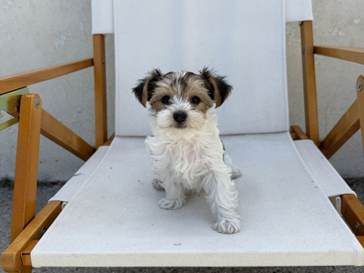 Akc registered female Yorkies