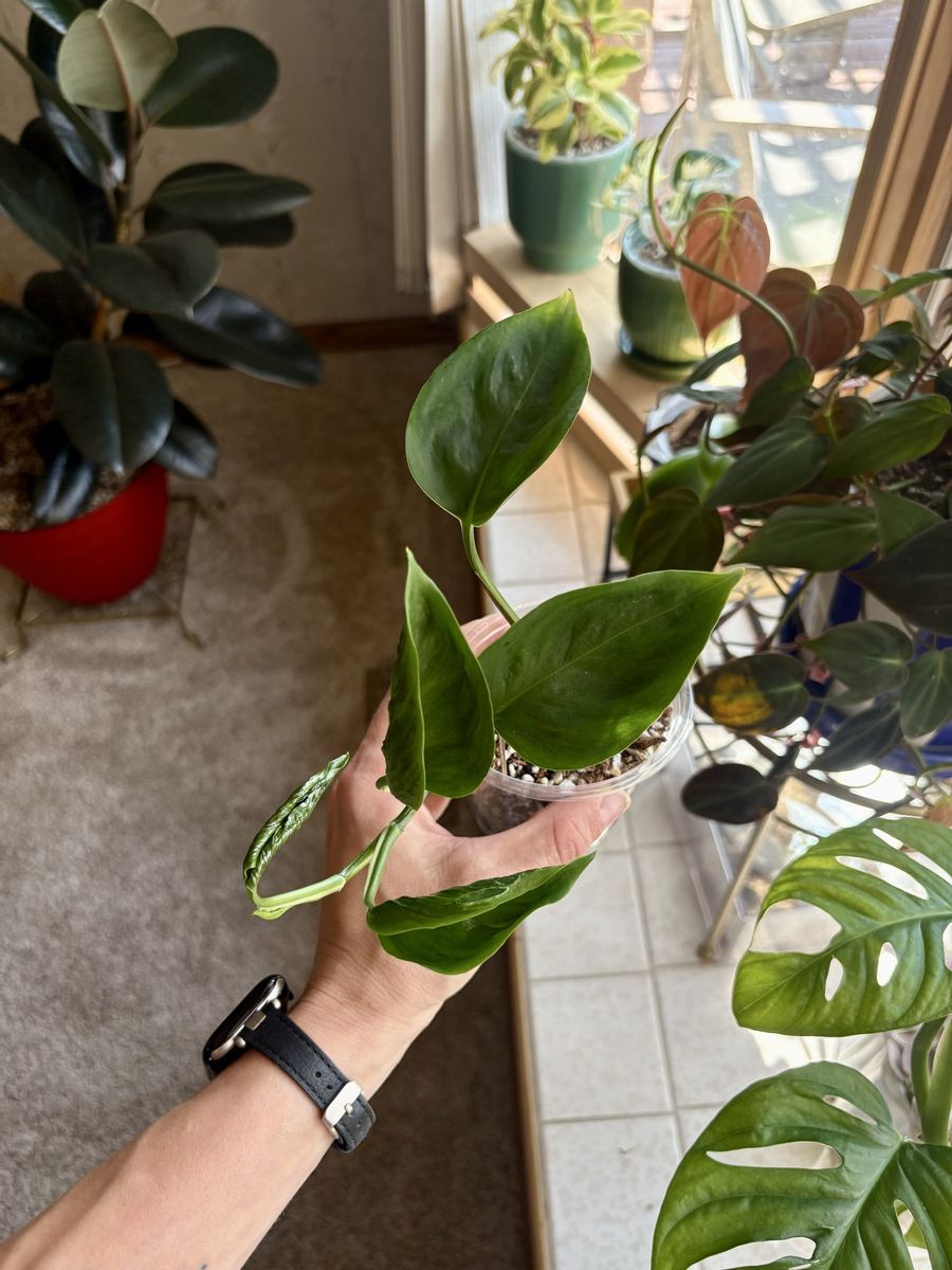 Live Shangri-La Pothos Houseplant