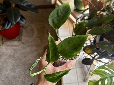 Live Shangri-La Pothos Houseplant
