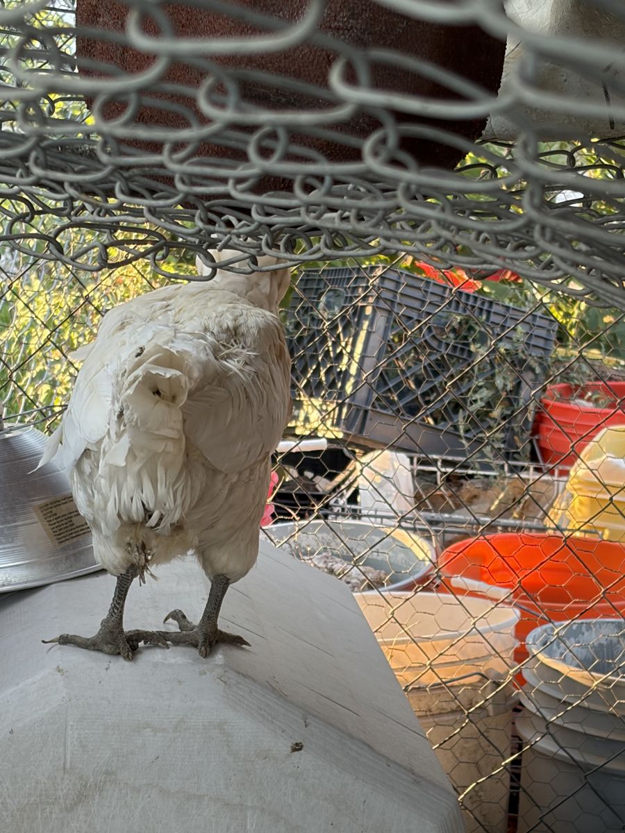 Free laying hen