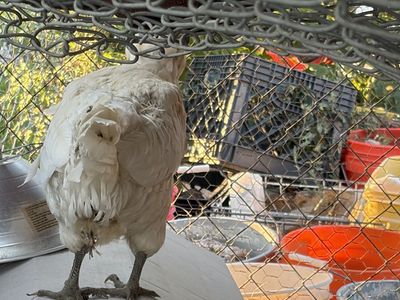 Free laying hen