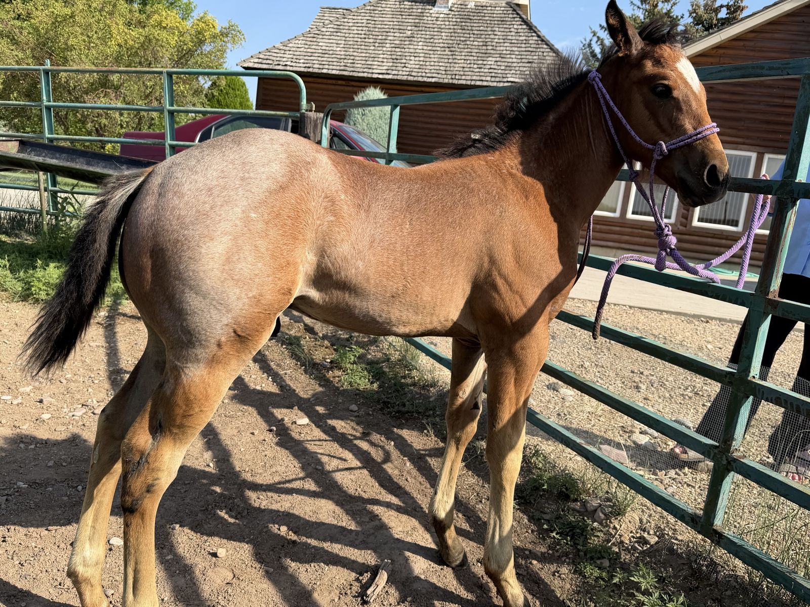 AQHA BAY ROAN HORSE COLT