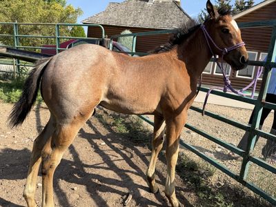 AQHA BAY ROAN HORSE COLT