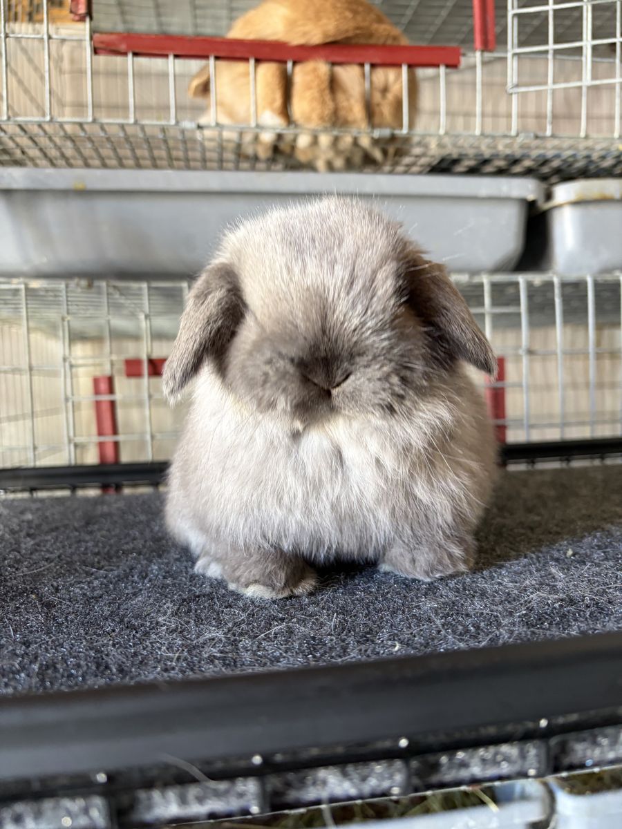 Holland Lop Buck.