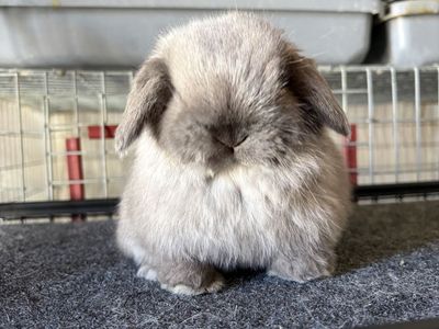 Holland Lop Buck.
