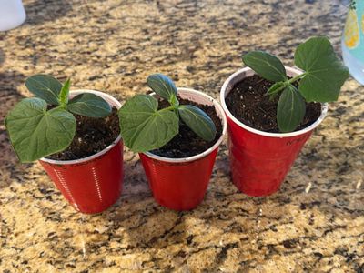 Cucumber Plants