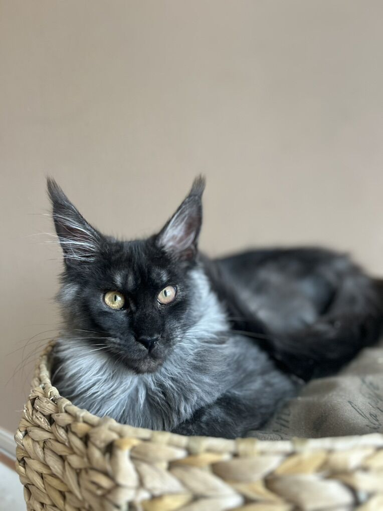 Future European Maine Coon Kittens!!!