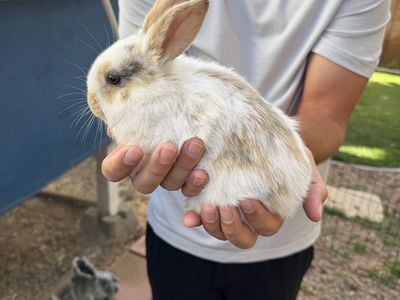 Bunny for sale