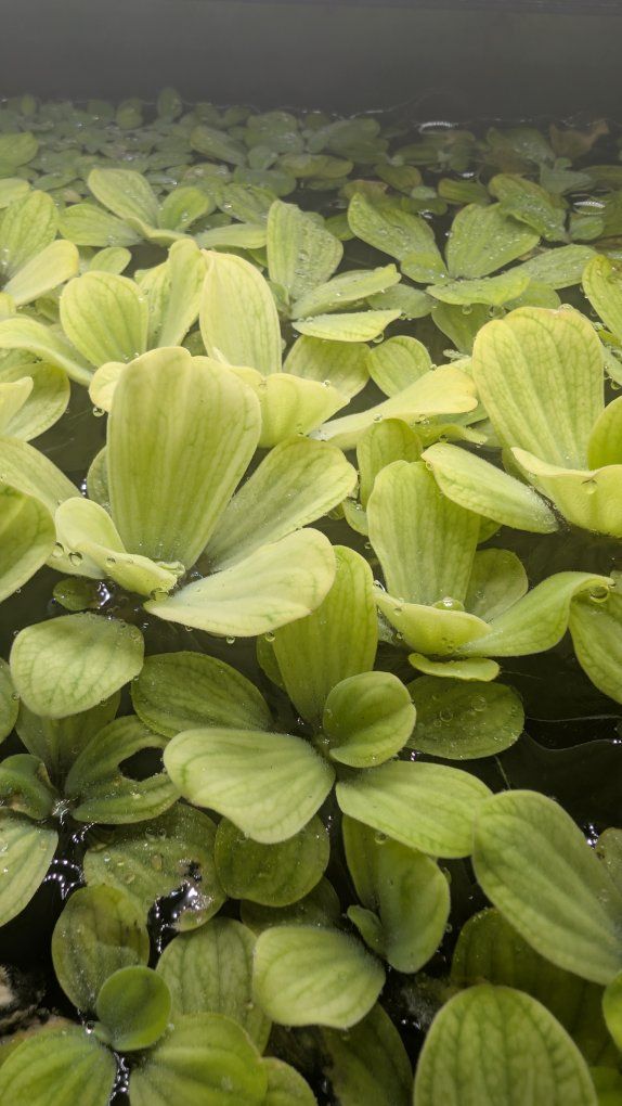 water lettuce