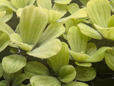 water lettuce