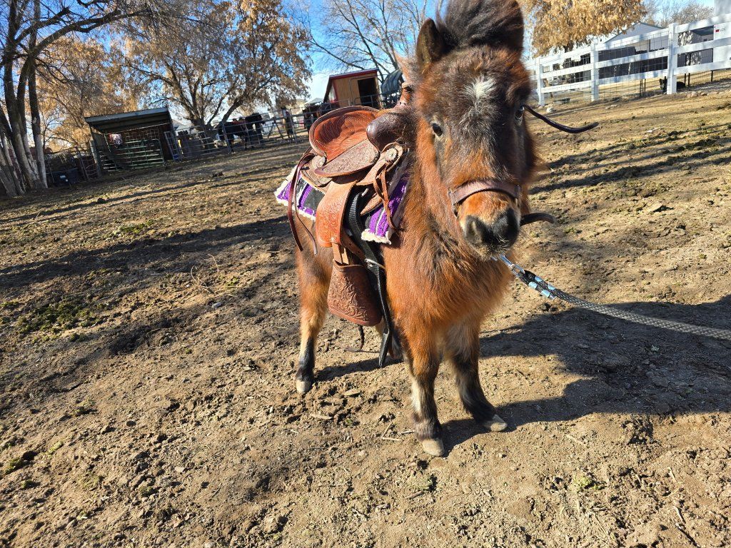 Miniature Horse