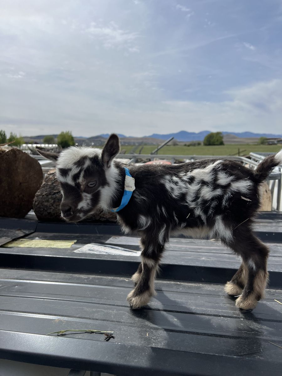Nigerian Dwarf Bottle Baby Buckling