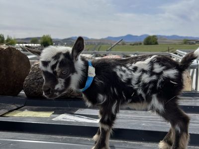 Nigerian Dwarf Bottle Baby Buckling