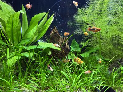 Plants and platies