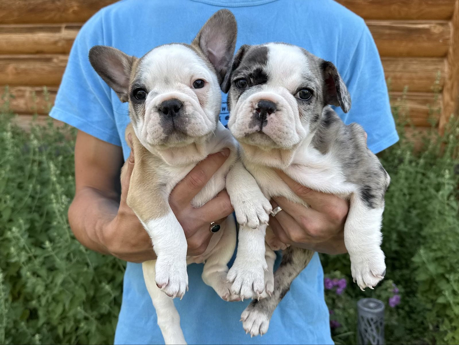 Adorable French Bulldog Puppies - One Male Available!
