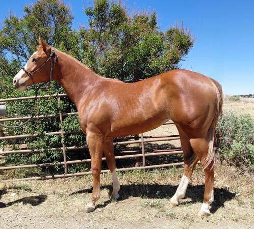 2025  APHA overo filly. Very Gentle, handled daily