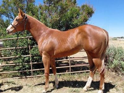 2025 APHA overo filly. Very Gentle, handled daily