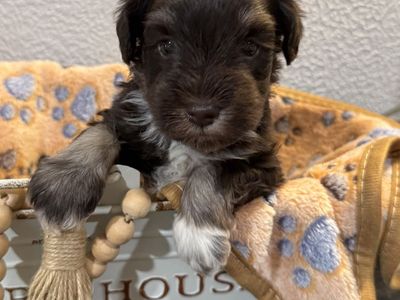 Registered Mini Schnauzer Puppies