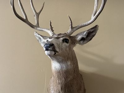 Taxidermy Deer Head
