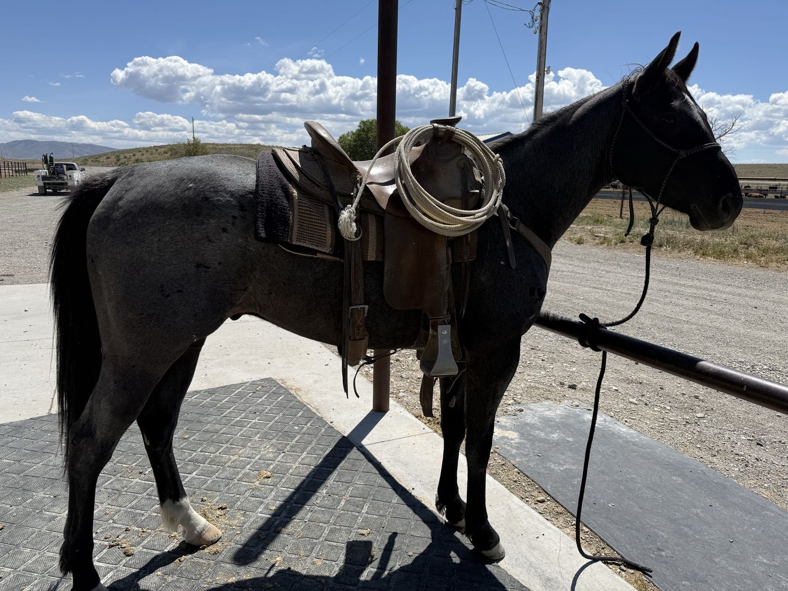 4-Year-Old Blue Roan Gelding - 16 H, Ranch & Feedlot Experience, Gentle AQHA Registered