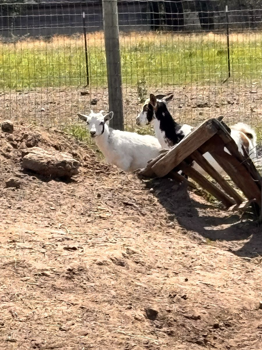 Nigerian Dwarf Goats