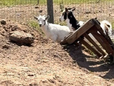 Nigerian Dwarf Goats