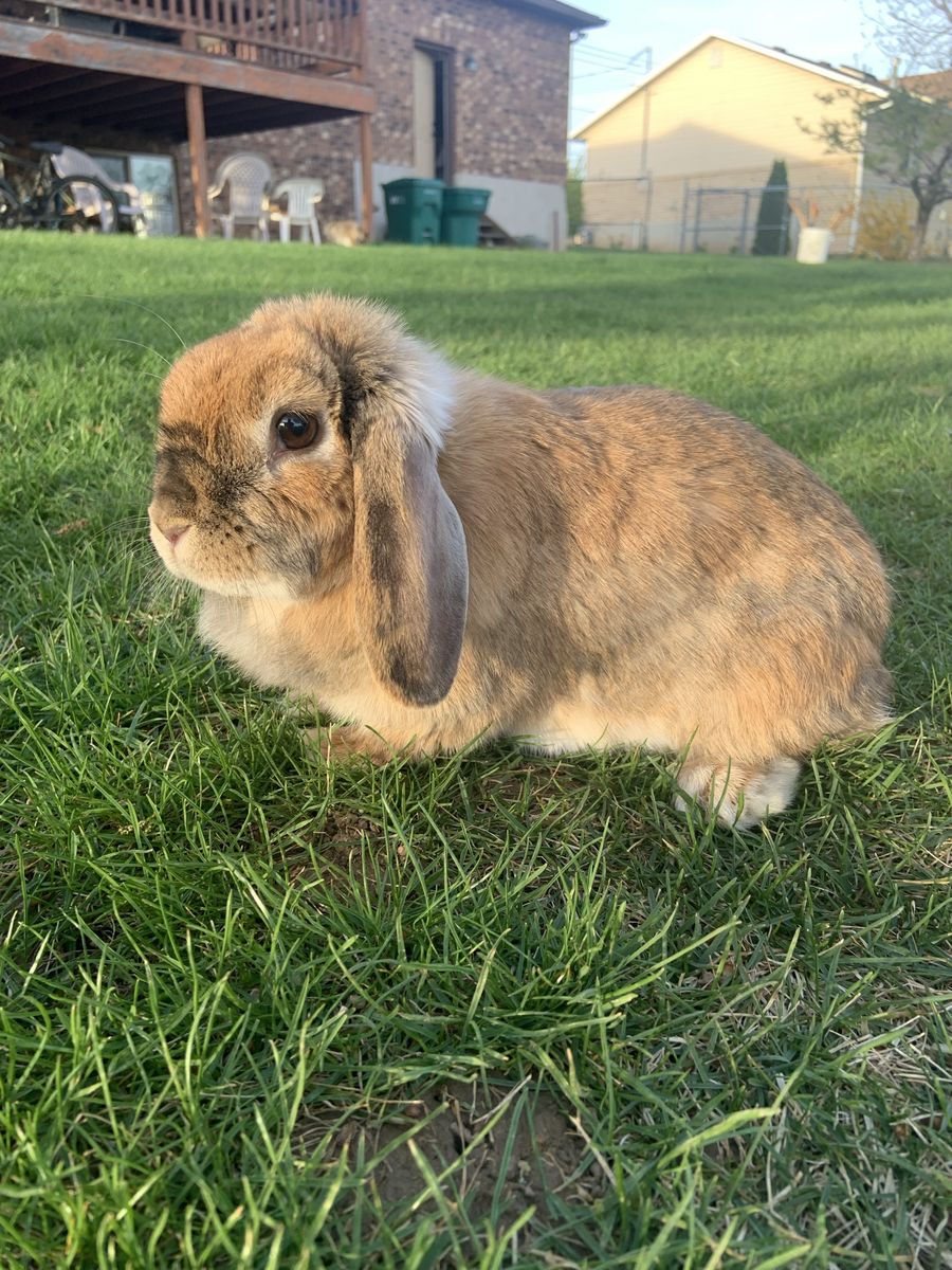 Adorable Holland Lop Bunny