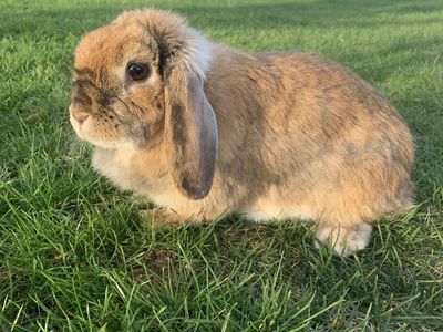 Adorable Holland Lop Bunny