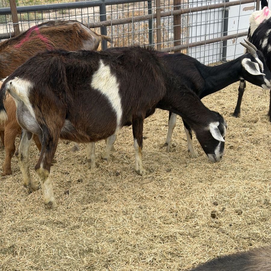 Milking goats  several to choose from