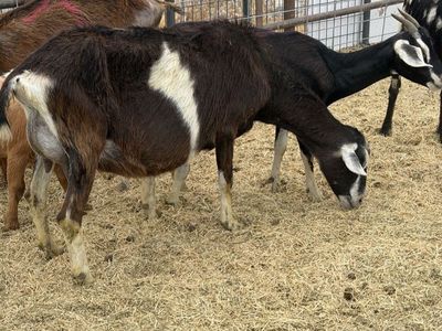 Milking goats several to choose from
