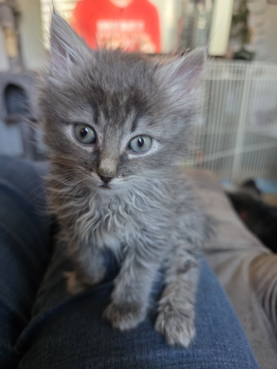 Foster to adopt kittens