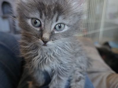 Foster to adopt kittens