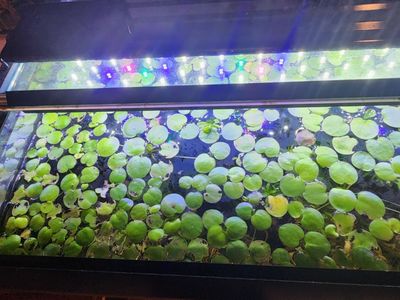 Amazon Frogbit