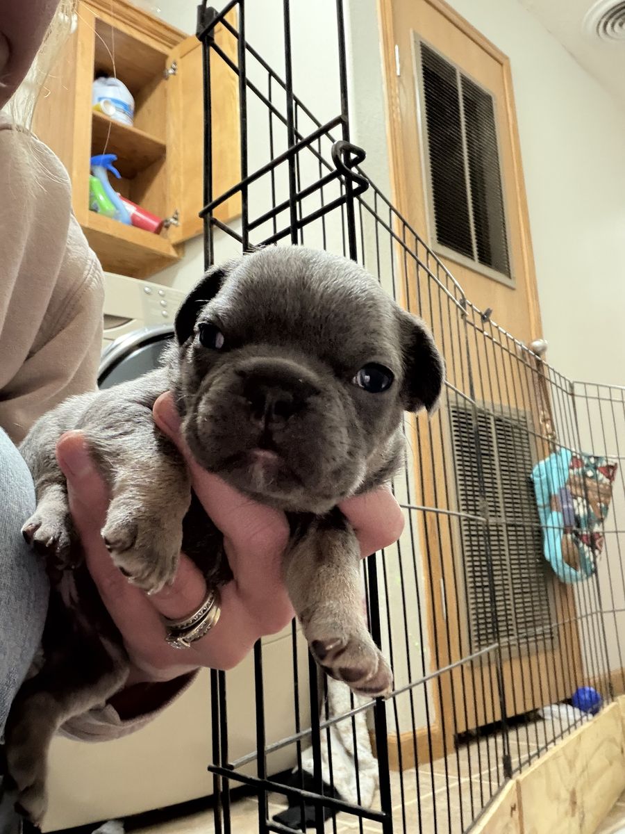 Frenchie Puppies