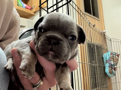 Frenchie Puppies