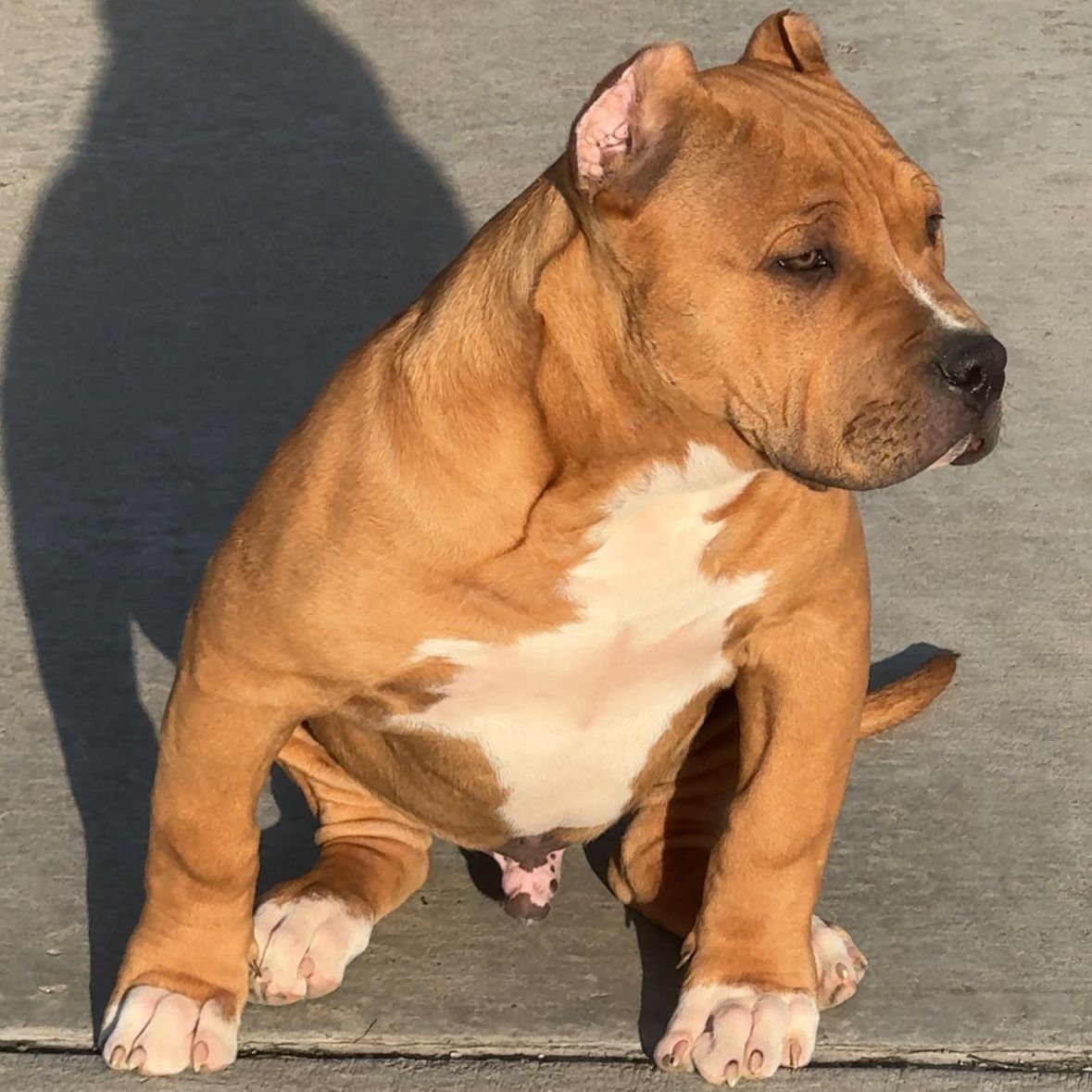 American Bully Puppies!